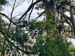 -天目山大树王景区