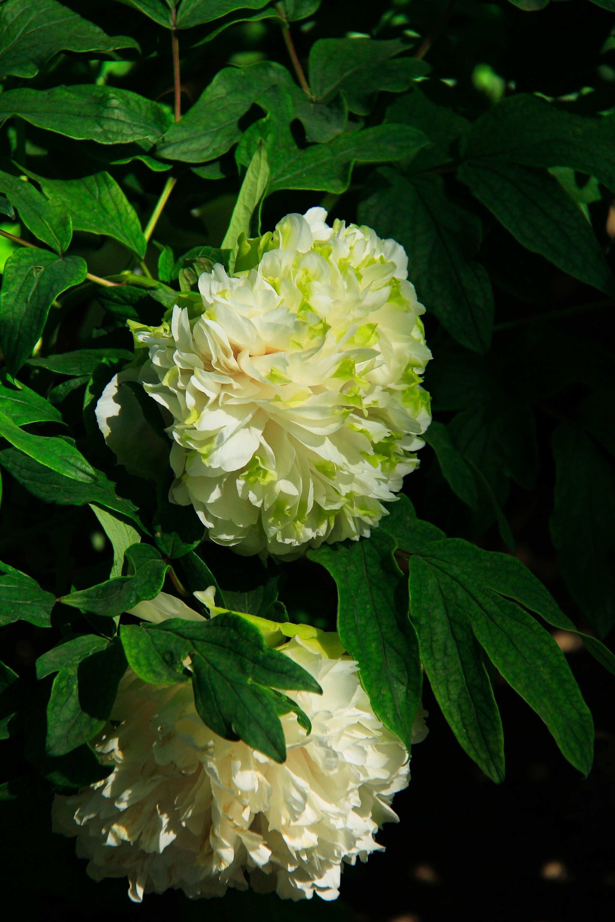 27景山绿幕隐玉牡丹盛开