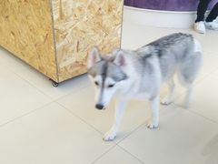 -怪兽屋·羊驼·猫咖·狗咖(俊华广场店)