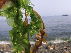 -银沙滩浴场