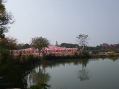 -大塘金香草谷