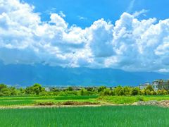 -翠田Green Field Kitchen