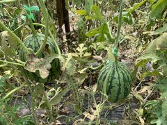 -庞各庄翠芳园西瓜蔬菜基地采摘园