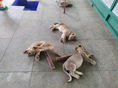 -秦皇岛野生动物园