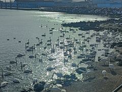 -烟墩角天鹅湖