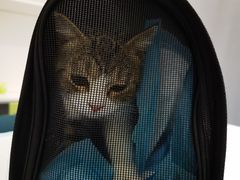 -佳怡动物医院·平价24小时·猫专科骨外科