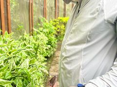 -野象谷景区