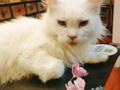 -猫小院猫主题咖啡厅(北锣店)