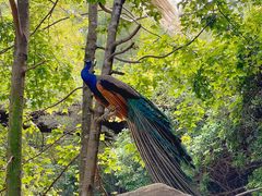 -泉州海丝野生动物世界