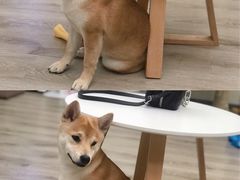 -浣熊柯尔鸭土拨鼠·电玩咖