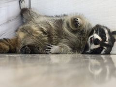 -浣熊柯尔鸭土拨鼠·电玩咖
