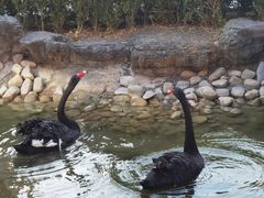 -梧桐人家中国太平国际健康颐养社区