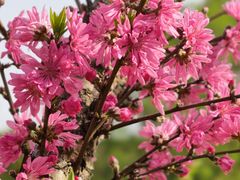 -南汇桃花村