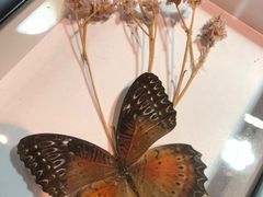 -正佳雨林生态植物园