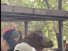 -长白岛森林公园