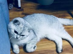 -米苏动物医院·犬猫专科·骨科外科内窥镜