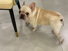 -安格丽娜·狗咖·猫咖羊驼咖(春熙路百盛商场店)