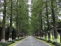 -黄海国家森林公园