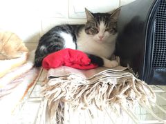 -猫咖时代(中山亭店)
