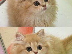 -青奢宠物·青奢猫舍