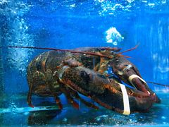 -老东镇啤酒屋海鲜加工·蒸汽海鲜·海鲜烧烤(台东店)