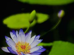 -国家植物园南园