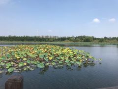 -溱湖国家湿地公园