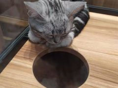 -袖虎·猫馆(体育西路店)