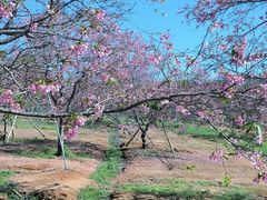 -天适樱花悠乐园