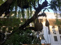 -Fern Forest Cafe