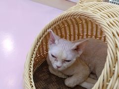 -爪爪喵星球·猫舍(前海卓越店)