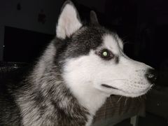 -宠福鑫康馨动物医院·骨科·眼科