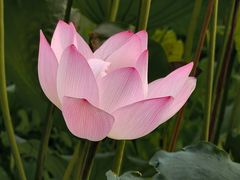 -荔湾湖公园