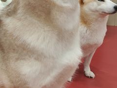 -和它·交个朋友·狗咖猫咖(爱琴海店)