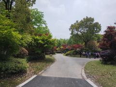 -东平国家森林公园