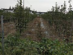 -锦江中华村农家乐饭庄