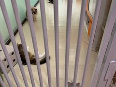 -三花喵·撸猫购宠·宠物生活馆(虹桥南丰城店)