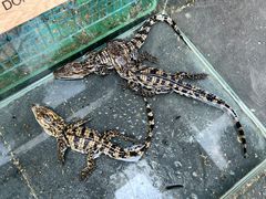 -青石桥花鸟鱼虫市场(叠翠城店)