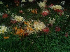 -杭州植物园
