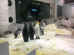 -大连圣亚海洋世界