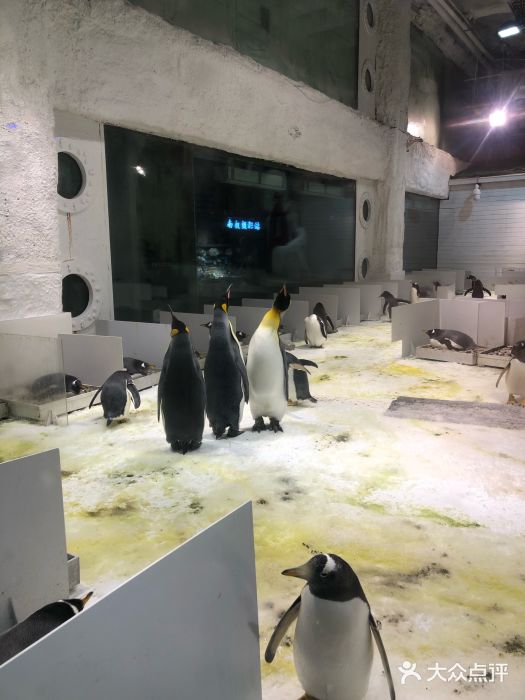 大连圣亚海洋世界图片