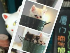 -猫咪博物馆(顶澳仔猫街店)