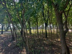 -汉长安城未央宫国家考古遗址公园