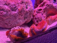 -上海海洋水族馆