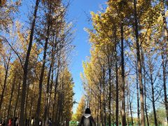 -汉景帝阳陵博物院