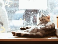 -平行世界·猫咖(首经贸店)