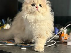 -lincat·猫舍(广州店)