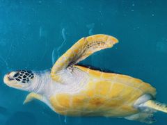 -广东惠东海龟国家级自然保护区