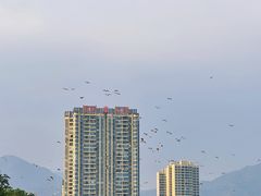 -飞来湖湿地公园