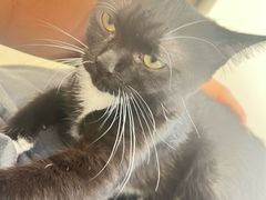 -共舞时光猫咖·狗咖(新街口店)